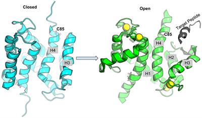 Molecular Basis of S100A1 Activation and Target Regulation Within Physiological Cytosolic Ca2+ Levels